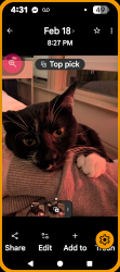 Lost Male Cat last seen Between No.4 and no.5 Rd in Abby, Abbotsford, BC 