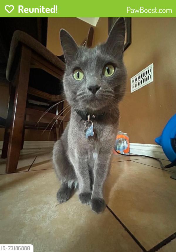Reunited Female Cat last seen Soth street, Long Beach, CA 90805