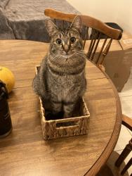 Lost Female Cat last seen Cypress and 214th st, Lynnwood, WA 98036