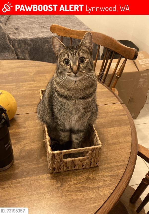 Lost Female Cat last seen Cypress and 214th st, Lynnwood, WA 98036