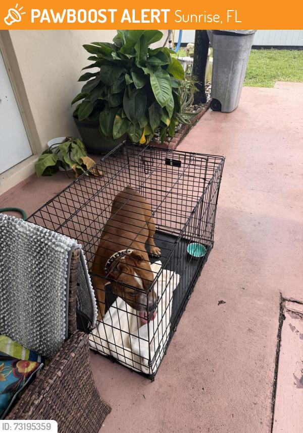 Found/Stray Male Dog last seen Sunrise, Sunrise, FL 33322