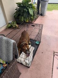 Found/Stray Male Dog last seen Sunrise, Sunrise, FL 33322