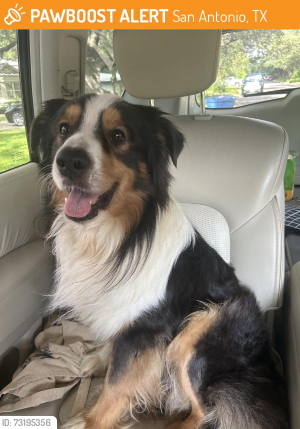 Found/Stray Male Dog last seen Eisenhower, San Antonio, TX 78209