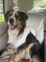 Found/Stray Male Dog last seen Eisenhower, San Antonio, TX 78209