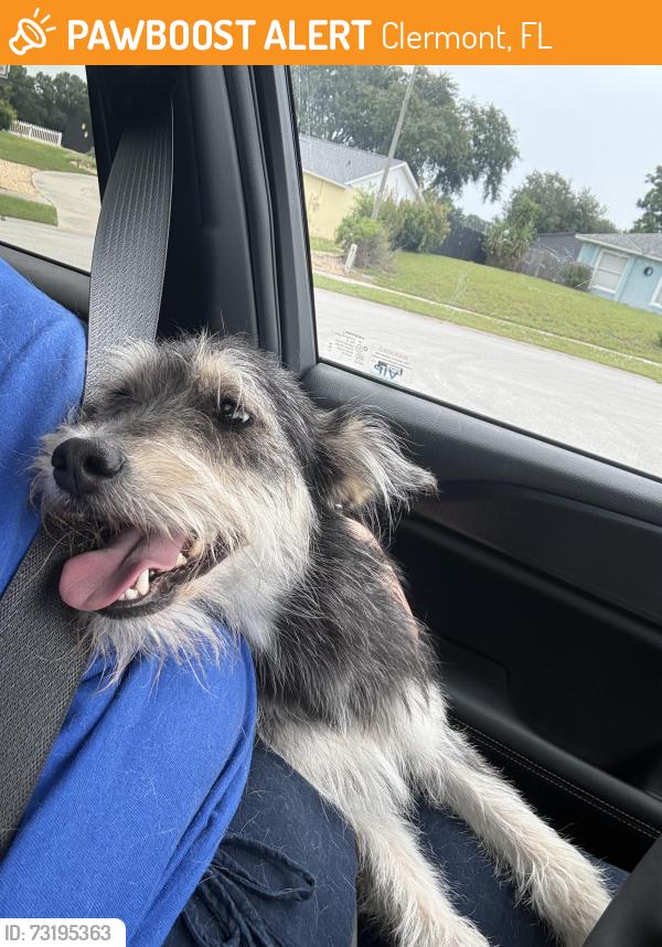 Found/Stray Female Dog last seen Aria ct and Caruso Dr, Clermont, FL 34711