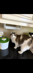 Lost Female Cat last seen Snake creek cemetery, Bixby, OK 74008