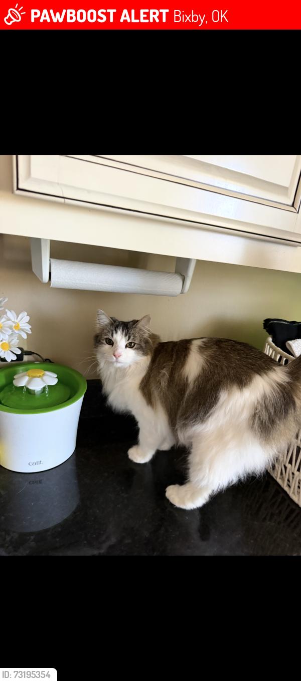 Lost Female Cat last seen Snake creek cemetery, Bixby, OK 74008