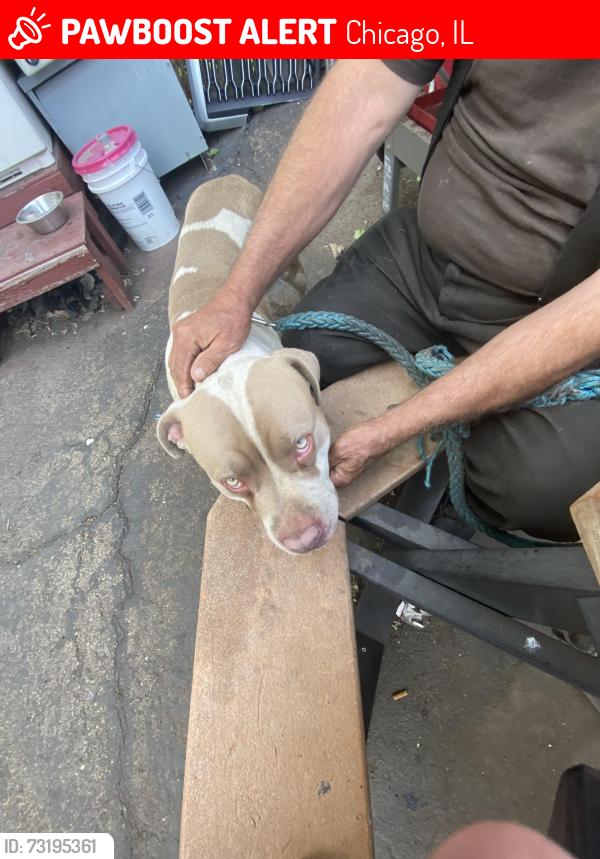 Lost Male Other last seen Peterson and Pulaski, Chicago, IL 60659