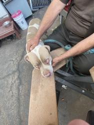 Lost Male Other last seen Peterson and Pulaski, Chicago, IL 60659