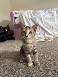 Found/Stray Unknown Cat last seen North Copper Canyon, Surprise, AZ 85387