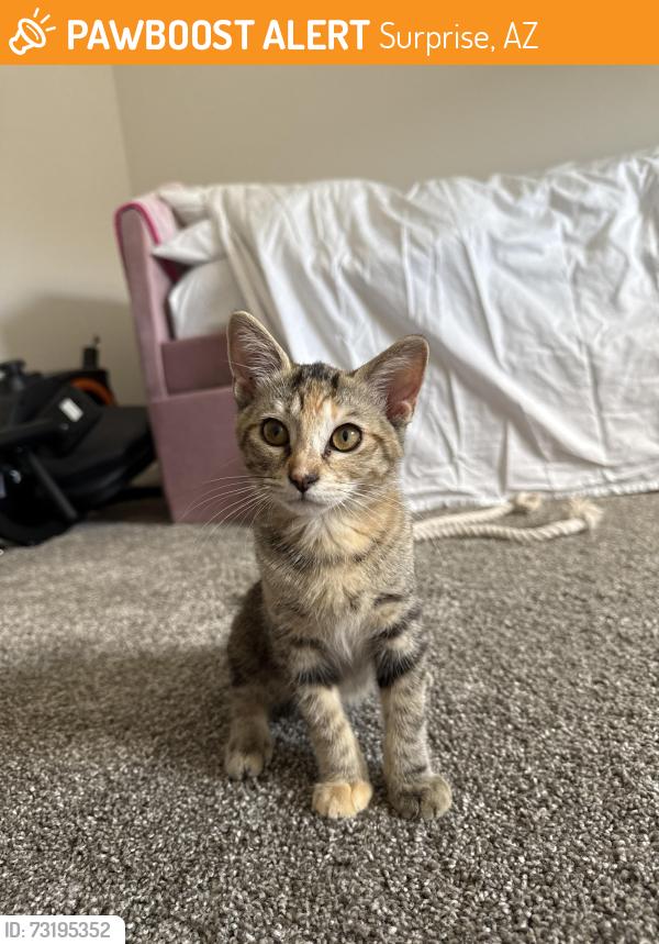 Found/Stray Unknown Cat last seen North Copper Canyon, Surprise, AZ 85387