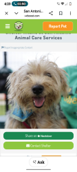 Lost Female Dog last seen Alexander Hamilton dr and wilson, San Antonio, TX 78228