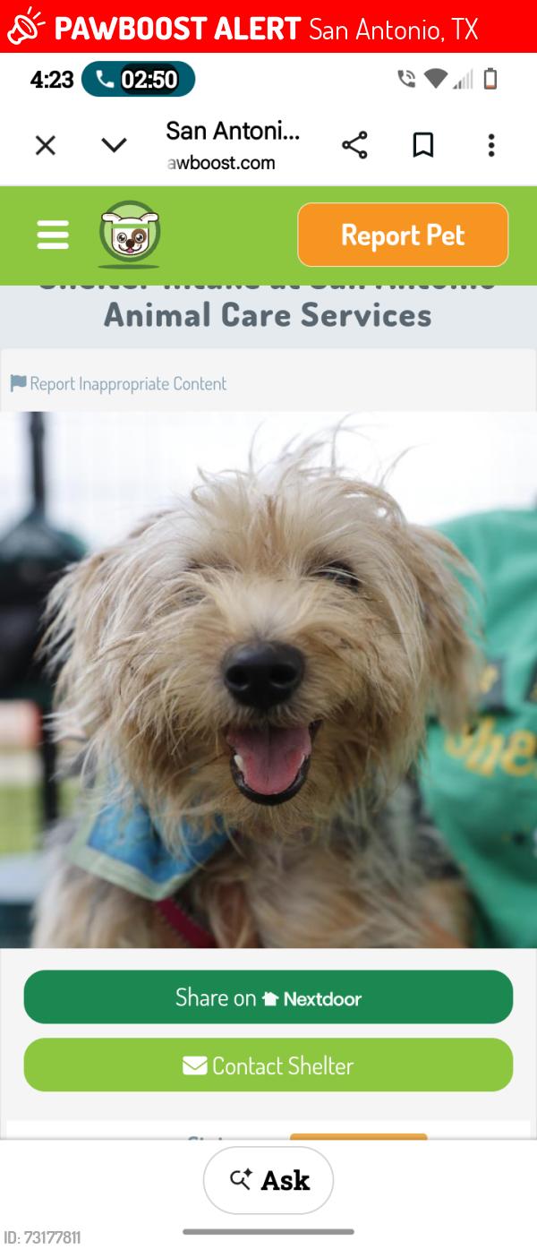 Lost Female Dog last seen Alexander Hamilton dr and wilson, San Antonio, TX 78228