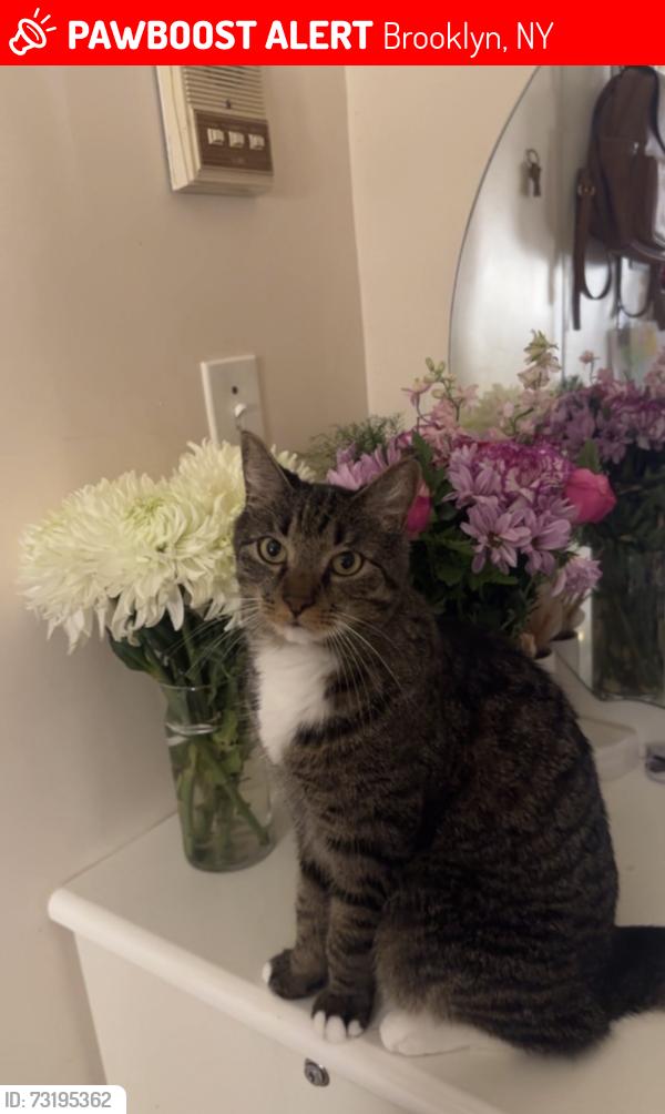 Lost Male Cat last seen 20th ave and 71st Street, Brooklyn, NY 11204