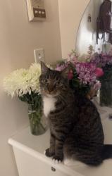 Lost Male Cat last seen 20th ave and 71st Street, Brooklyn, NY 11204