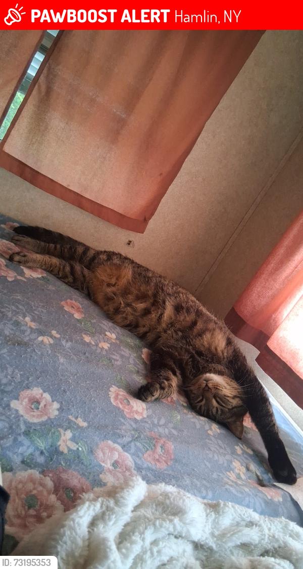 Lost Male Cat last seen Bank side dr, hamlin, ny, Hamlin, NY 14476