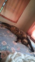 Lost Male Cat last seen Bank side dr, hamlin, ny, Hamlin, NY 14476