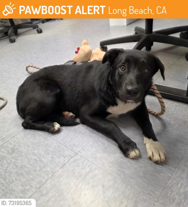 Found/Stray Female Dog last seen Near Cherry Avenue, Long Beach, CA, USA, Long Beach, CA 90802
