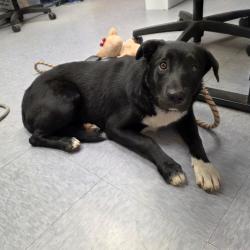 Found/Stray Female Dog last seen Near Cherry Avenue, Long Beach, CA, USA, Long Beach, CA 90802