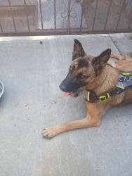 Reunited Female Dog last seen San Gabriel Ave. and Independence Ave., South Gate, CA 90280