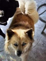 Reunited Female Dog last seen Near Salisbury Street, Port Charlotte, FL 33954