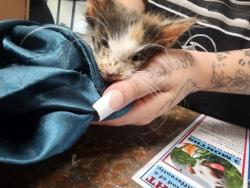 Shelter Stray Unknown Cat last seen Near e 16th st, Grand Island, NE, 1312 Sky Park Rd, Grand Island, NE 68801, USA