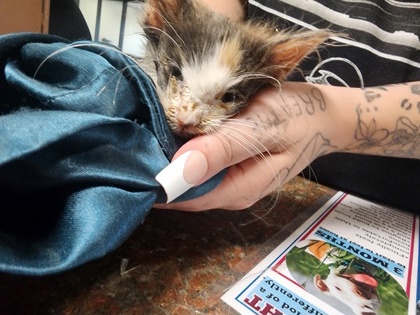 Shelter Stray Unknown Cat last seen Near e 16th st, Grand Island, NE, 1312 Sky Park Rd, Grand Island, NE 68801, USA