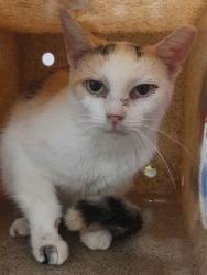Shelter Stray Female Cat last seen Deertrack Dr., County/Unicorporated, NC, 1491 Business Park Ct, Gastonia, NC 28052, USA