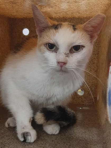 Shelter Stray Female Cat last seen Deertrack Dr., County/Unicorporated, NC, 1491 Business Park Ct, Gastonia, NC 28052, USA