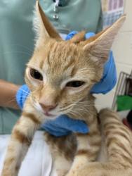 Shelter Stray Male Cat last seen Near Hampton Avenue, North Charleston, SC, 2455 Remount Rd, North Charleston, SC 29406, USA