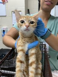 Shelter Stray Male Cat last seen Near Hampton Avenue, North Charleston, SC, 2455 Remount Rd, North Charleston, SC 29406, USA