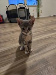 Shelter Stray Male Cat last seen Near sargent koehler, Fort Bliss, TX, 5001 Fred Wilson Ave, El Paso, TX 79906, USA