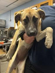 Shelter Stray Female Dog last seen Near Clairmont Rd Decatur, GA 30033, 30033, GA, 3280 Chamblee Dunwoody Rd, Chamblee, GA 30341, USA