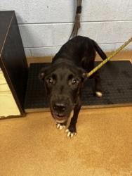 Shelter Stray Male Dog last seen Flat Shoals Rd & Candler Rd, Panthersville, GA, 30034, GA, 3280 Chamblee Dunwoody Rd, Chamblee, GA 30341, USA