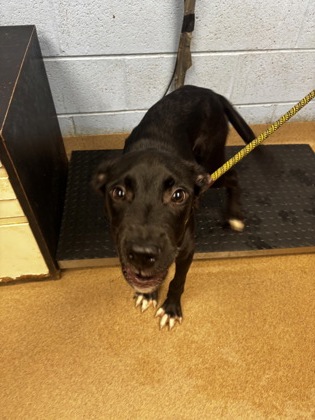 Shelter Stray Male Dog last seen Flat Shoals Rd & Candler Rd, Panthersville, GA, 30034, GA, 3280 Chamblee Dunwoody Rd, Chamblee, GA 30341, USA