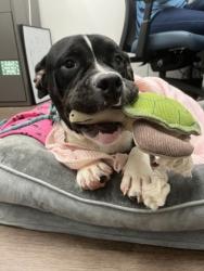 Shelter Stray Male Dog last seen Near Glennhurst Ln SW, Atlanta, GA, 1251 Fulton Industrial Blvd NW, Atlanta, GA 30336, USA