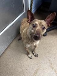 Shelter Stray Male Dog last seen Near Parklake Drive NE Atlanta Georgia 30345, 30345, GA, 3280 Chamblee Dunwoody Rd, Chamblee, GA 30341, USA
