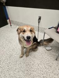Shelter Stray Male Dog last seen Near lake union hill way, Alpharetta, GA, 1251 Fulton Industrial Blvd NW, Atlanta, GA 30336, USA