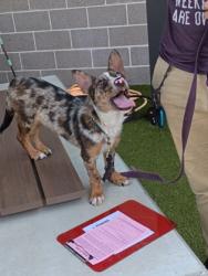 Shelter Stray Male Dog last seen Near Lucile AVE, Atlanta, GA, 1251 Fulton Industrial Blvd NW, Atlanta, GA 30336, USA