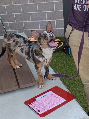 Shelter Stray Male Dog last seen Near Lucile AVE, Atlanta, GA, 1251 Fulton Industrial Blvd NW, Atlanta, GA 30336, USA