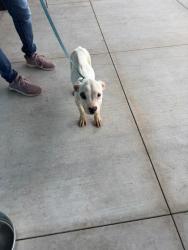 Shelter Stray Female Dog last seen Near Feldwood Rd., Atlanta, GA, 1251 Fulton Industrial Blvd NW, Atlanta, GA 30336, USA