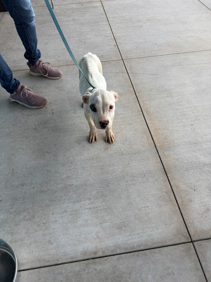 Shelter Stray Female Dog last seen Near Feldwood Rd., Atlanta, GA, 1251 Fulton Industrial Blvd NW, Atlanta, GA 30336, USA