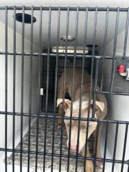 Shelter Stray Male Dog last seen Near Delowe dr t-12, Atlanta, GA, 1251 Fulton Industrial Blvd NW, Atlanta, GA 30336, USA