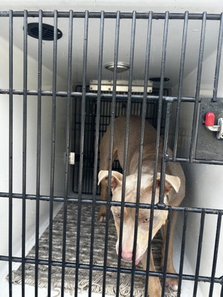 Shelter Stray Male Dog last seen Near Delowe dr t-12, Atlanta, GA, 1251 Fulton Industrial Blvd NW, Atlanta, GA 30336, USA