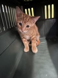 Shelter Stray Male Cat last seen Near Brandywine ST SW, Atlanta, GA, 1251 Fulton Industrial Blvd NW, Atlanta, GA 30336, USA
