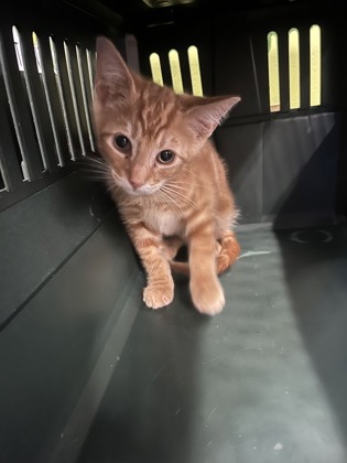 Shelter Stray Male Cat last seen Near Brandywine ST SW, Atlanta, GA, 1251 Fulton Industrial Blvd NW, Atlanta, GA 30336, USA