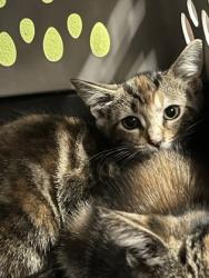 Shelter Stray Female Cat last seen Near Brandywine ST SW, Atlanta, GA, 1251 Fulton Industrial Blvd NW, Atlanta, GA 30336, USA
