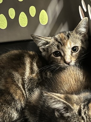 Shelter Stray Female Cat last seen Near Brandywine ST SW, Atlanta, GA, 1251 Fulton Industrial Blvd NW, Atlanta, GA 30336, USA