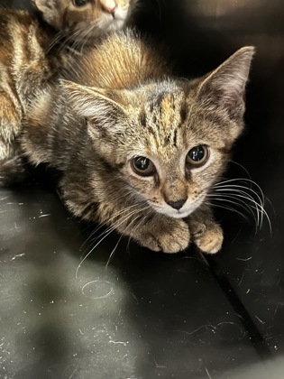 Shelter Stray Female Cat last seen Near Brandywine ST SW, Atlanta, GA, 1251 Fulton Industrial Blvd NW, Atlanta, GA 30336, USA
