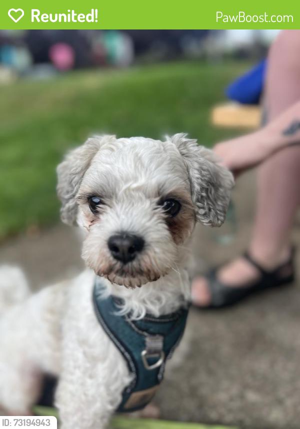 Reunited Male Dog last seen N Borthwick & Shaver, Portland, OR 97217
